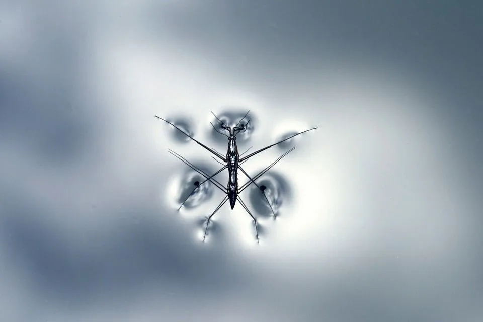 The water strider is a fascinating creature.