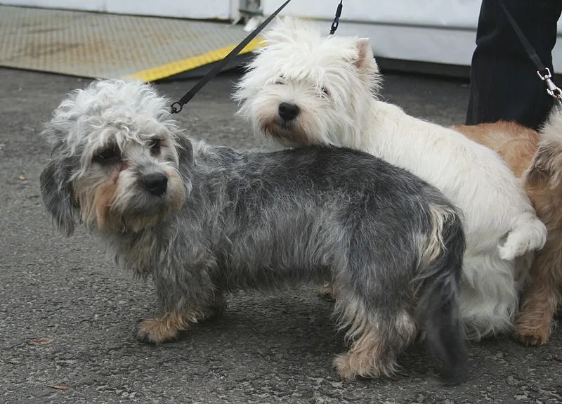 at what age is a dandie dinmont terrier full grown