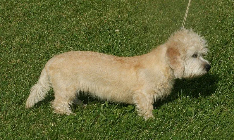 at what age is a dandie dinmont terrier full grown