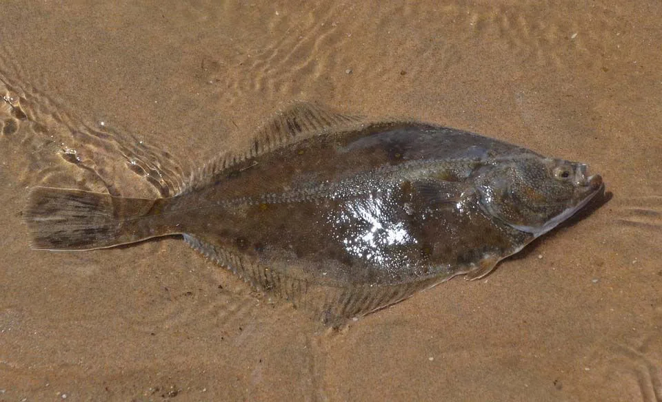 Plaice is a diamond-shaped flatfish with both eyes on the right side of its head.
