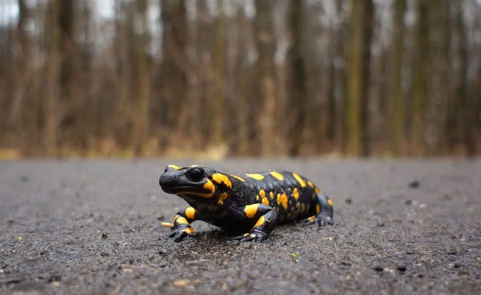 Check out this article to learn some interesting salamander facts.