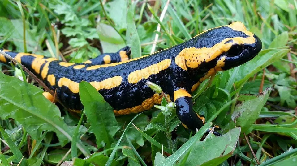 Different salamander species come in different colors, patterns, and sizes.