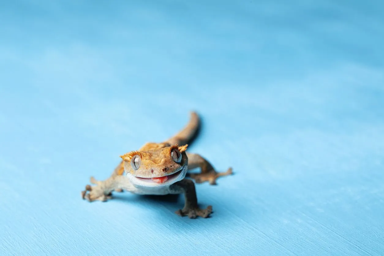 Did You Know? Incredible Crested Gecko Facts