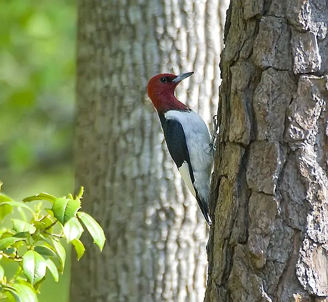 Red-Headed Woodpecker facts are informative.