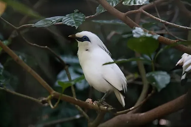 Bali myna is a Critically Endangered species