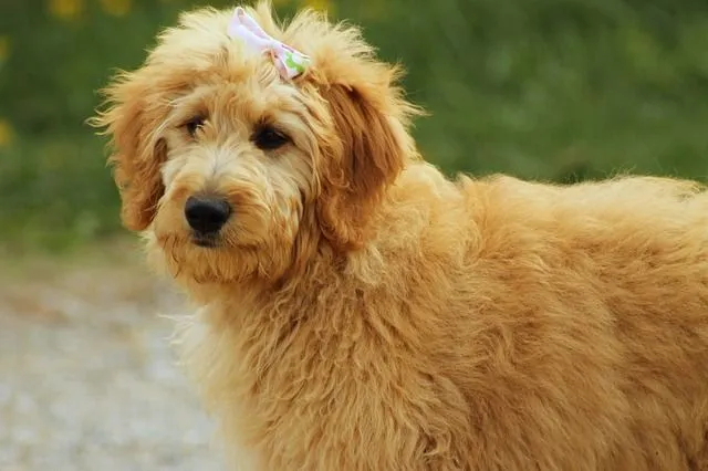 what health problems do mini goldendoodles have