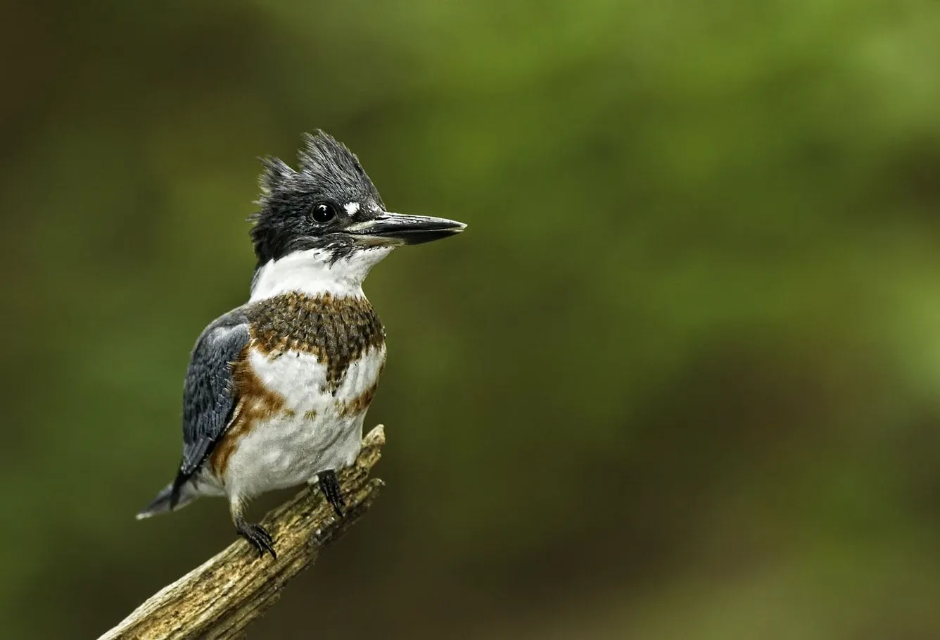 Belted Kingfishers sometimes enter human residencies in search of food.