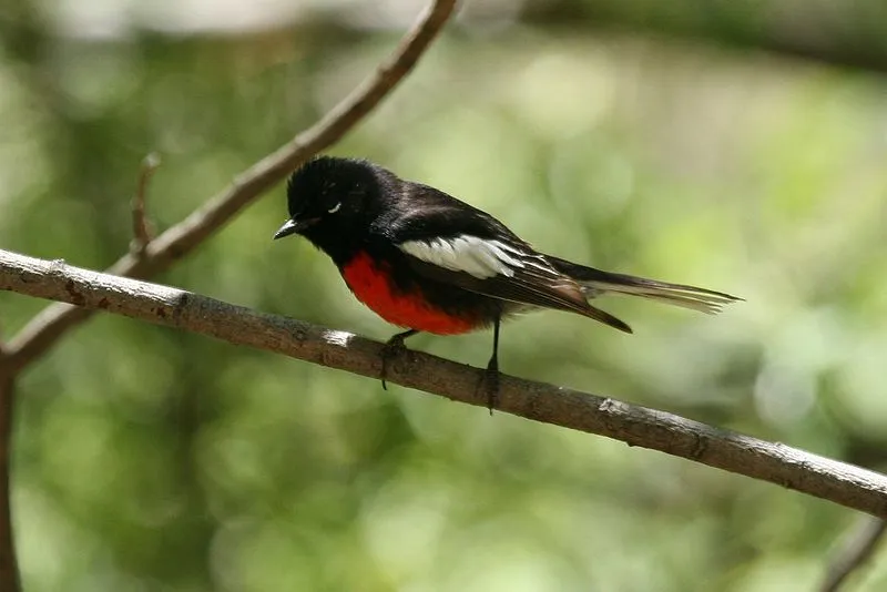 The red chest and belly are one of the identifying features of this bird.