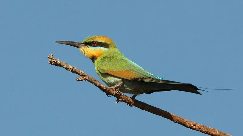 The colorful body and elongated tail of this species of bird are some of its identifiable features.