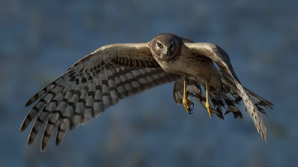 how big is a harrier hawk