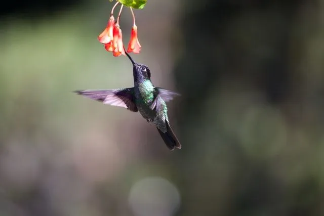 Calliope hummingbird migration takes these birds over a long distance.