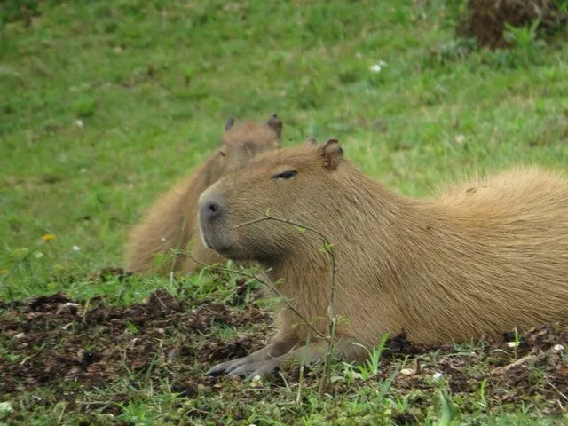 Capybaras can swim very fast in the water of rivers and lakes.