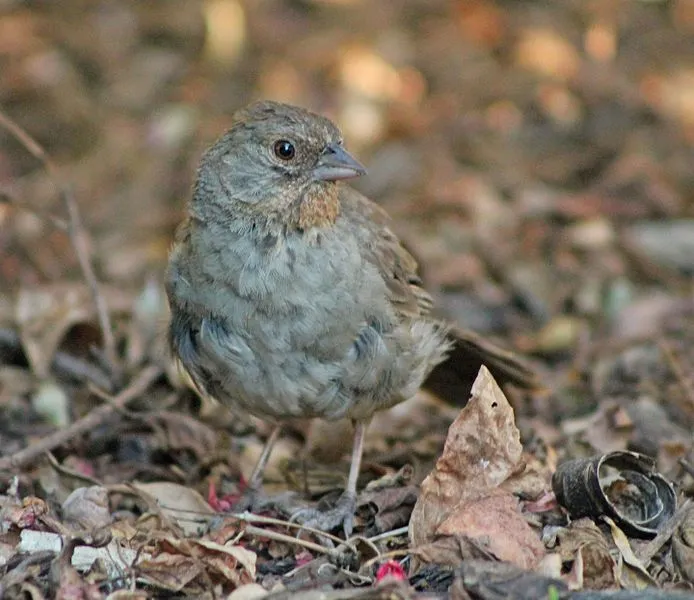 This species of bird is brown overall with a long tail.