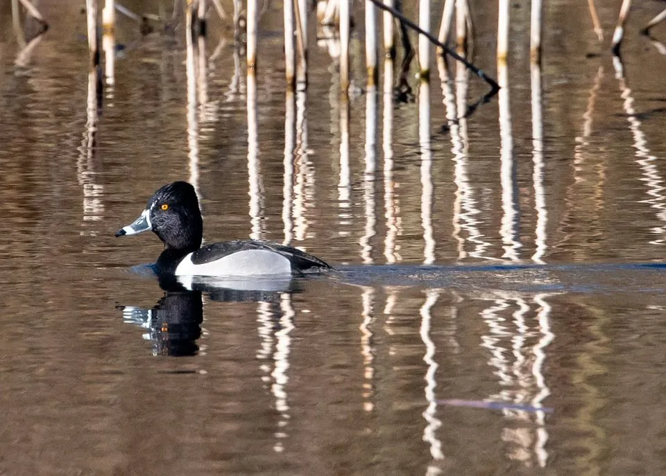 The ring-necked duck's white ring on its bill is more visible than the ring on its neck.