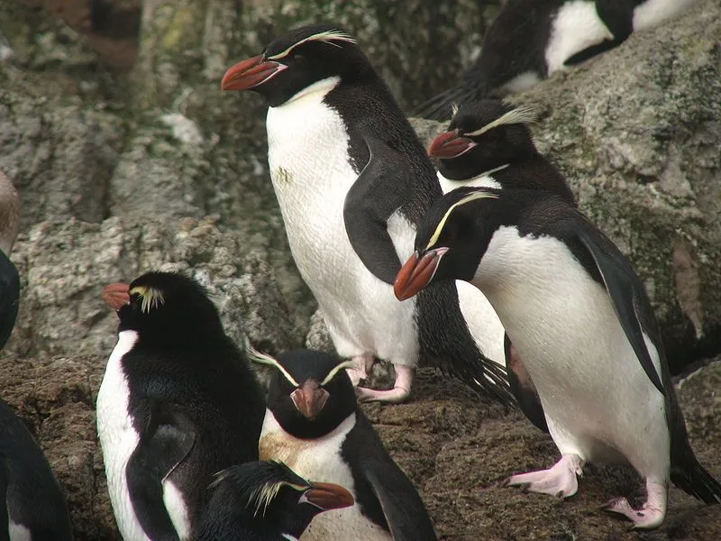 Crested penguins have a sharply delineated black and white plumage with red beaks.