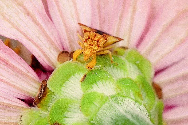 An Ambush Bug is creamish yellow in color.