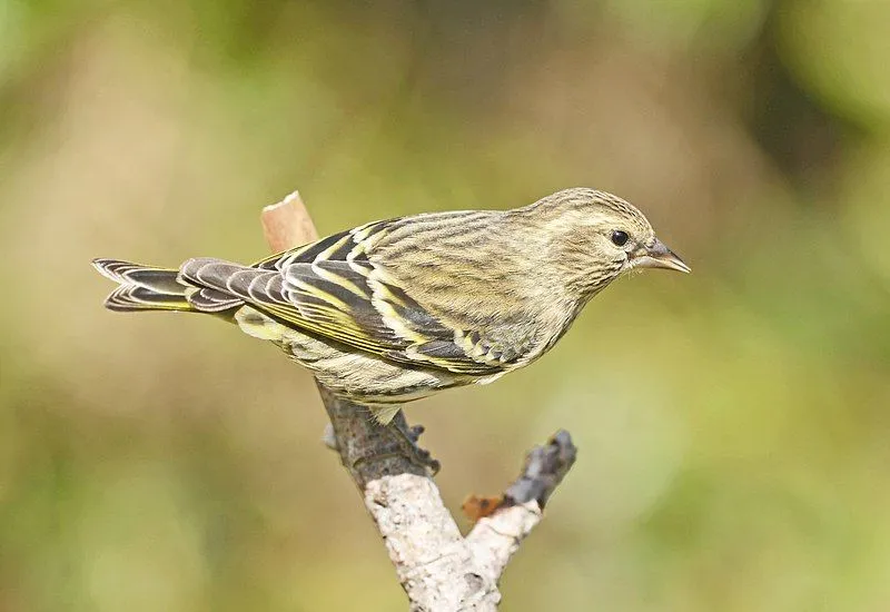 These Pine Siskin facts describe these North American birds' appearances and behavior.