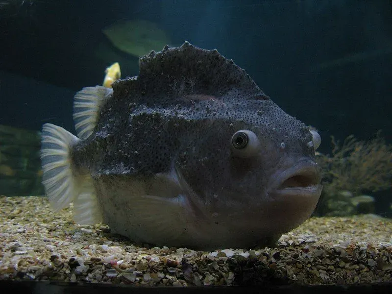 Fin Tastic Facts About The Lumpfish For Kids