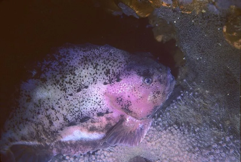 A bluish-green lumpfish with a whitish underbelly can be seen often.
