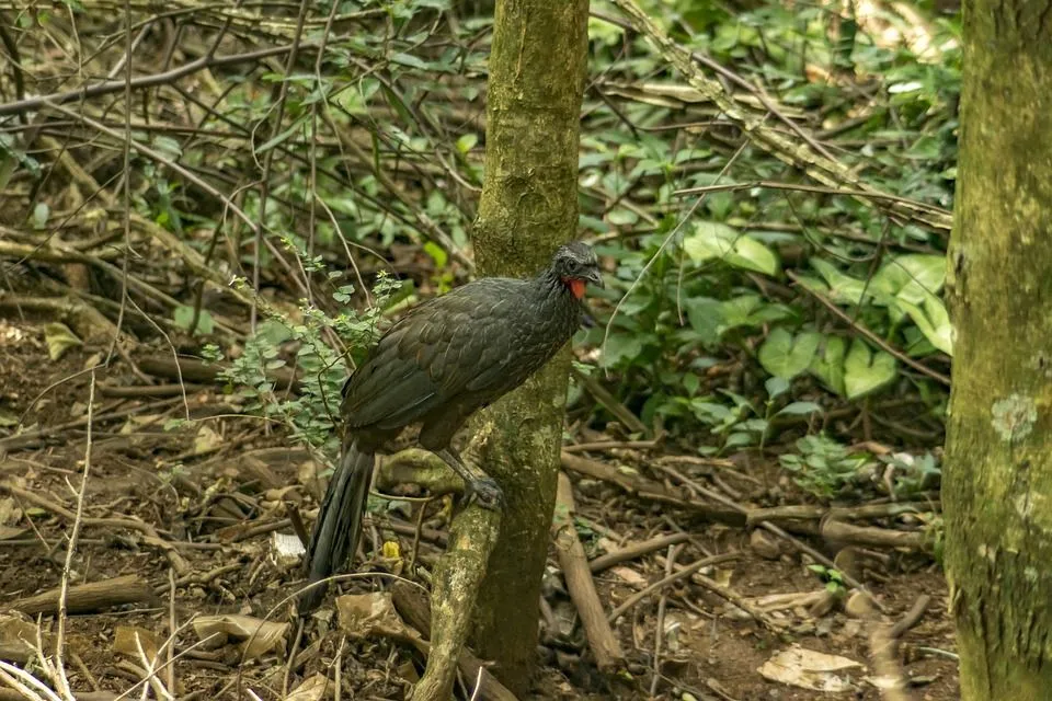 Crested guan has a red wattle around its neck.