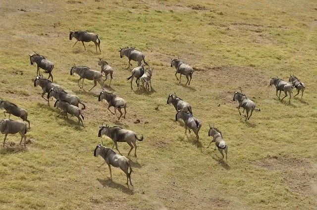 A herd of wildebeest is much more powerful than a solo wildebeest