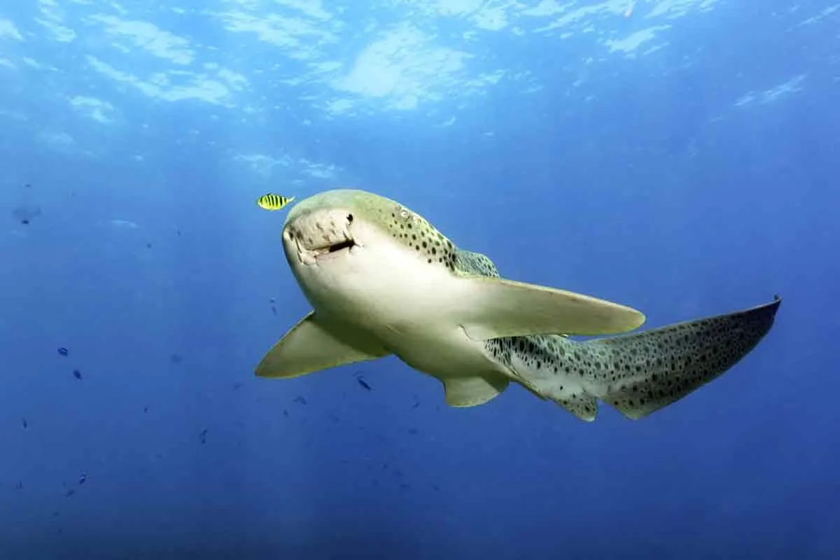 One of the best leopard shark facts is that they are a species of hound shark 