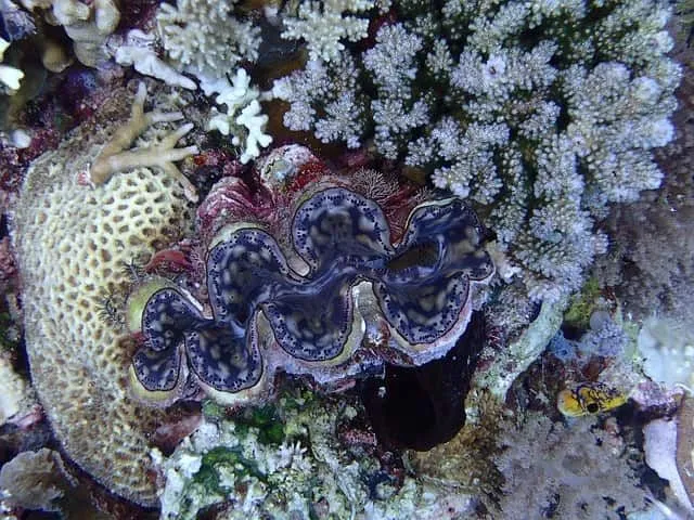 The giant clam is ginormous, hence its name