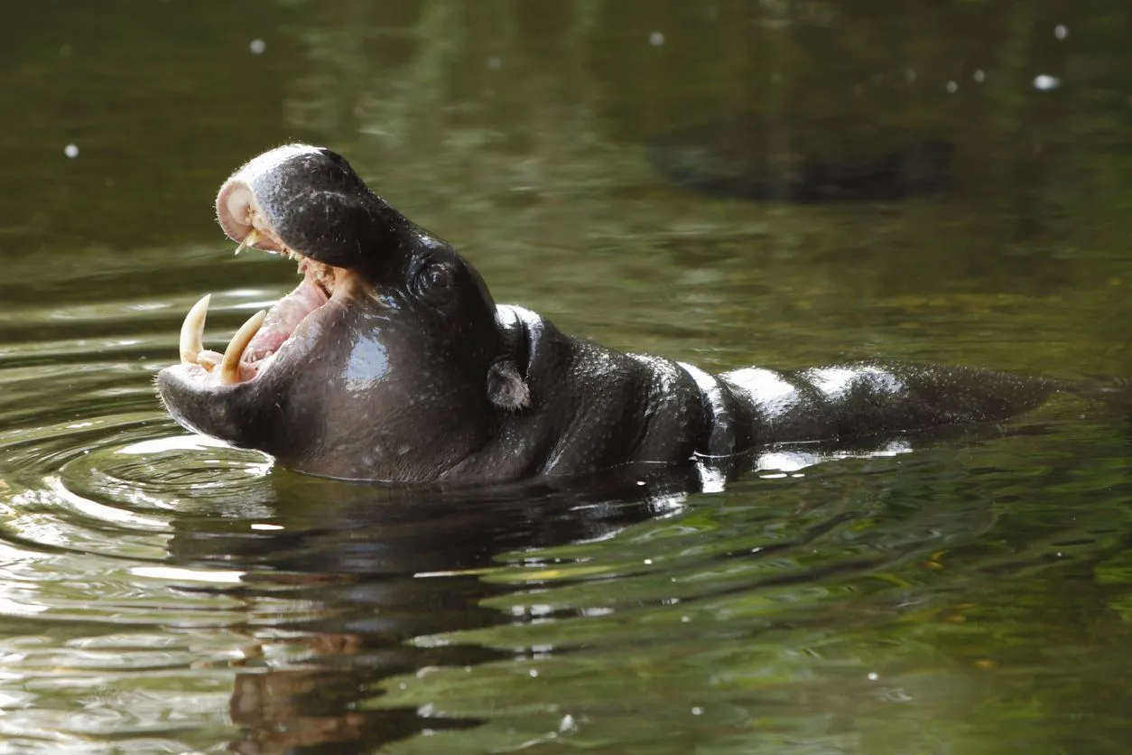 pygmy hippopotamus as pets