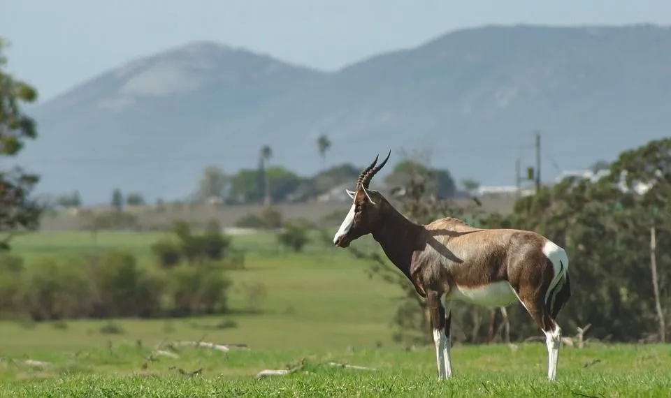 Bonteboks have dark and shiny, purplish-brown dorsal hair and are one of the world's rarest antelopes.