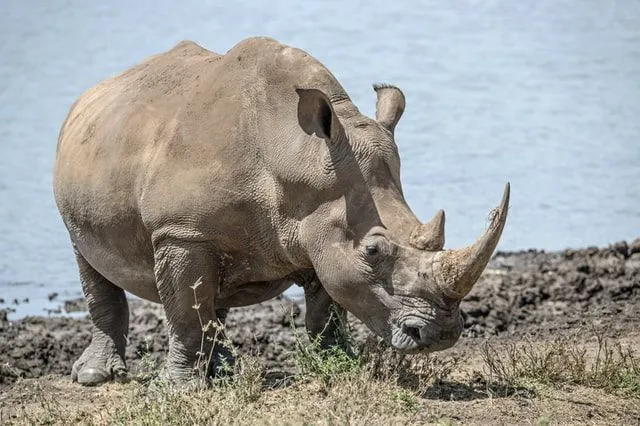 White rhinos are mainly found in Africa.