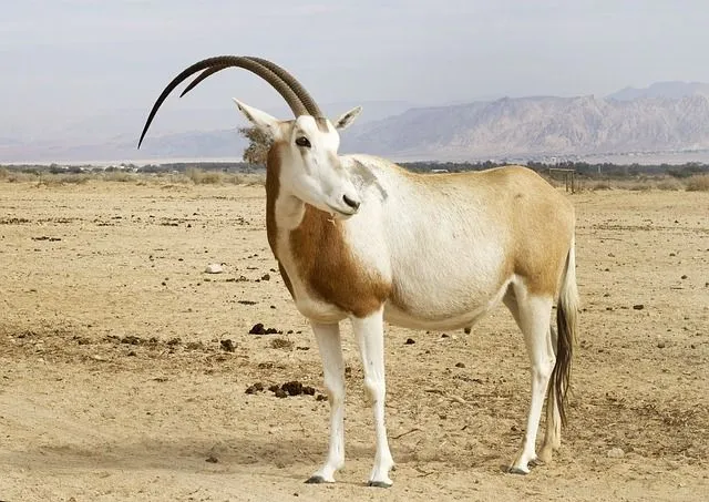 Scimitar oryx is a variety of antelope that inhabit the semi-desert regions of Northern Africa.