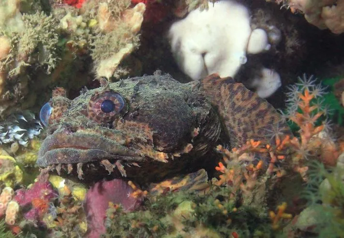 Oyster toadfish can be very resilient.