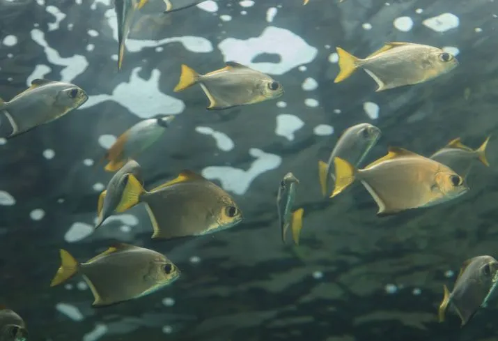One of the best Florida pompano facts is that they live in groups called schools.