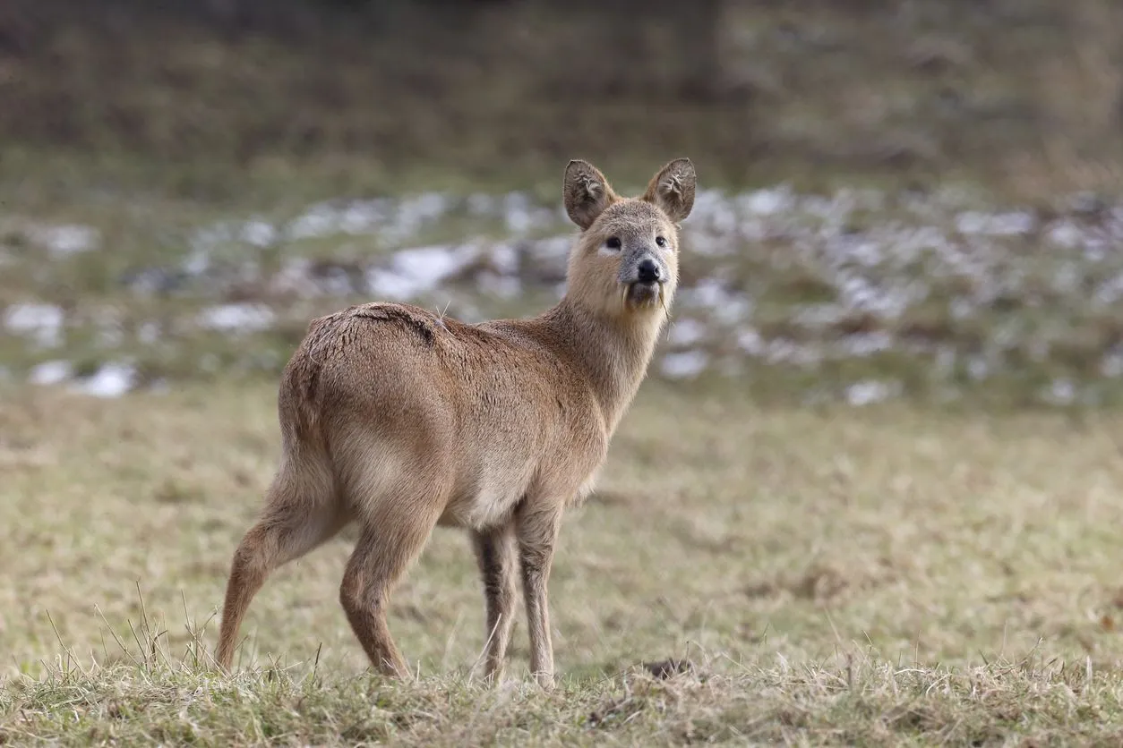 Fun Chinese Water Deer Facts For Kids