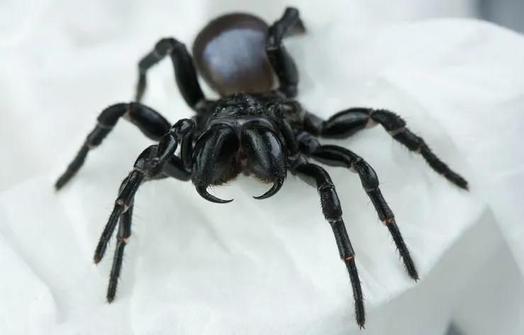 Read about these mouse spiders facts to learn more about these arthropods.