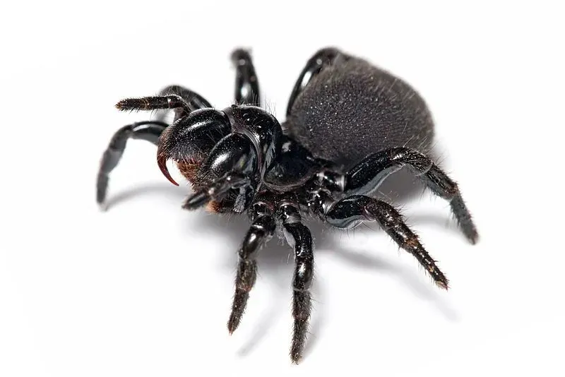Mouse spiders carapaces are shiny, and their heads are high and wide, with eyes spread across the front of the head.