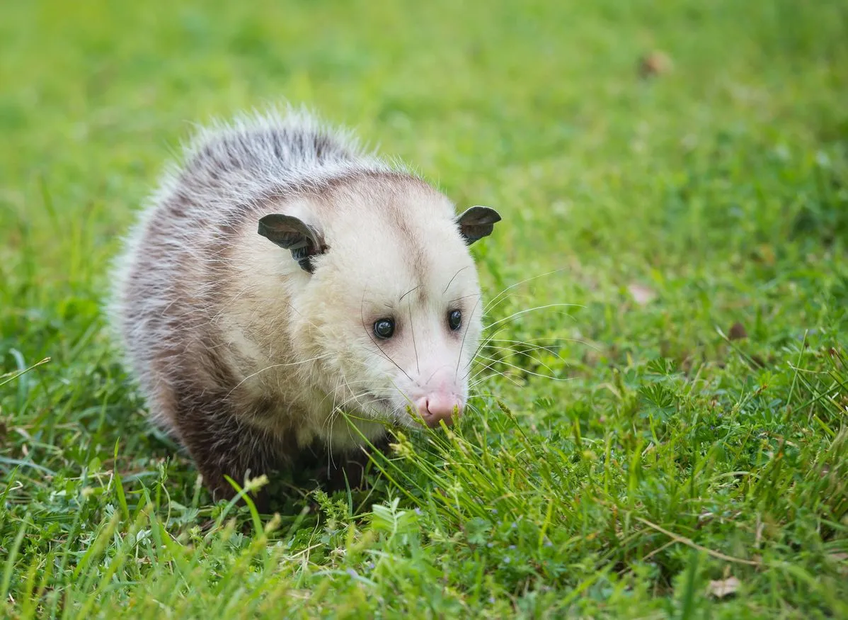 Virginia Opossum Facts You’ll Never Forget
