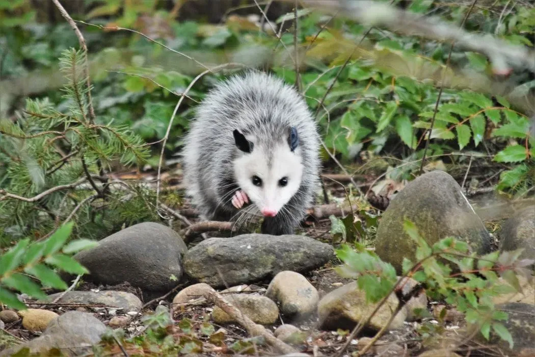 Common possum vs Virginia opossum facts are interesting!
