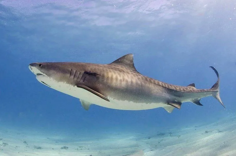 Brush up your knowledge about the Tiger shark before you hit the beach.