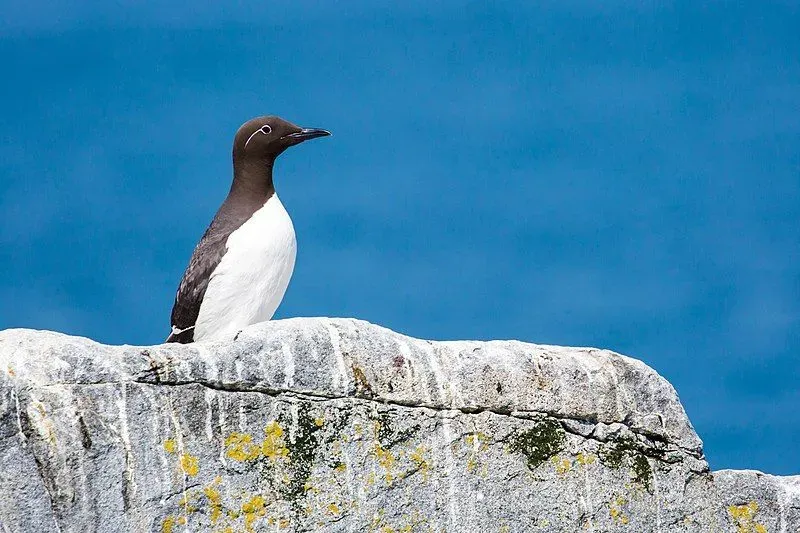 Common murre eggs have different colors and patterns.