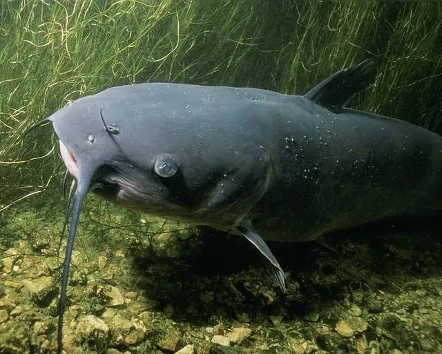 The African catfish is a fish with pectoral fins and spines and an elongated body.