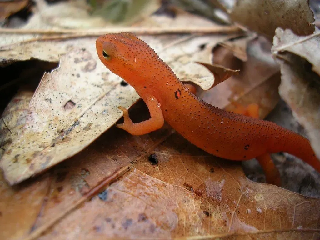 The Newt juvenile of this species is known as Eft.