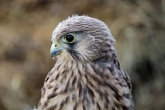 Discover facts about the Near Endangered species of the Hawaiian hawk.