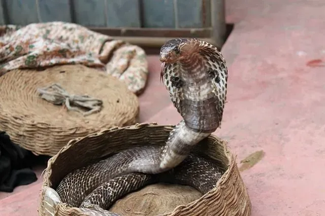 These snakes are found in a wide range of habitats throughout India.
