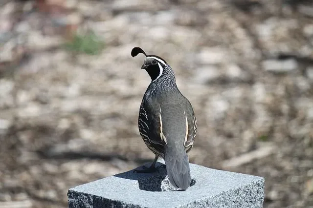 Mountain Quail facts are interesting.