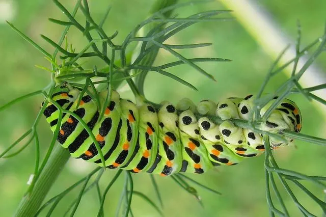Caterpillars can turn into butterflies or moths.