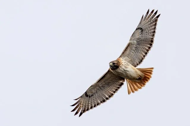 Red-tailed hawks are one of the most common hawks in North America.