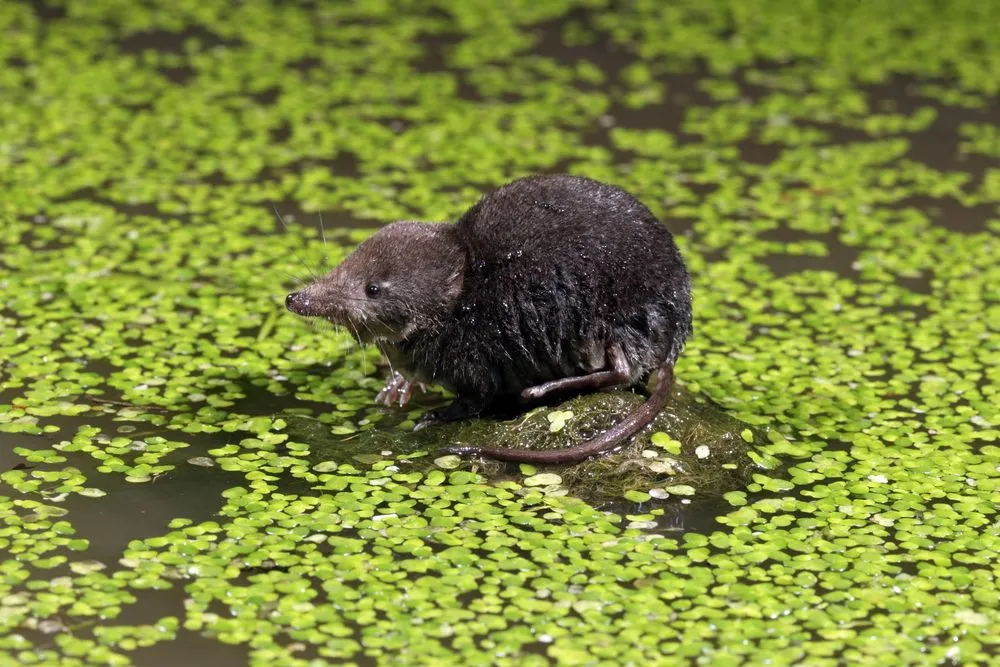 Fun Water Shrew Facts For Kids | Kidadl