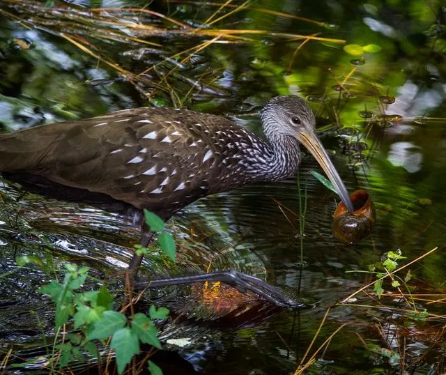 In most Limpkins, the tip bends marginally to one side, similar to the apple snail shells.