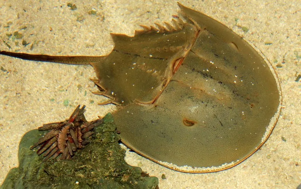 Horseshoe crabs use their tail as a rudder and to straighten themselves when flipped.